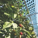L'agrivoltaïsme offre de multiples avantages, selon l'aee Valais Wallis